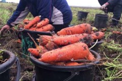 Terma dan peraturan untuk menuai wortel untuk penyimpanan untuk musim sejuk