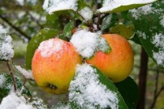 סקירה כללית של זני חורף של תפוחים המאוחסנים עד האביב