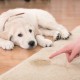 Maneres i mètodes sobre com eliminar l’olor de l’orina del gos de la catifa de casa