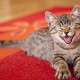 วิธีการและสิ่งที่จะกำจัดกลิ่นเหม็นของปัสสาวะแมวจากพรม?