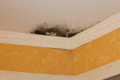 How to quickly and permanently remove mold from the ceiling: tips and tricks