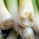 Thrifty housewives note: how to store leeks at home?