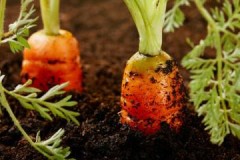 Effektive måder at holde gulerødder i jorden indtil foråret
