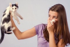 Elämä ei ole sama ilman kissaa tai miten poistaa kissan haju