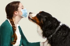 Tips van ervaren hondengeleiders voor het verwijderen van de geur van een hond in een appartement
