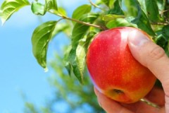 Erfarna trädgårdsmästare råd om när och hur man lagrar äpplen