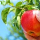 Zkušení zahradníci rady, kdy a jak odstranit jablka pro skladování