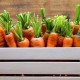 Instruccions pas a pas i consells sobre com guardar les pastanagues a casa