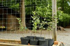 أسرار البستاني: كيفية حفظ شتلة شجرة التفاح قبل الزراعة في الربيع