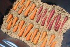 Kebaikan, keburukan dan syarat untuk penyimpanan wortel musim sejuk di pasir