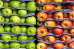 التفاح الطازج على مدار السنة ، أو كيفية تخزين الفاكهة في قبو لفصل الشتاء